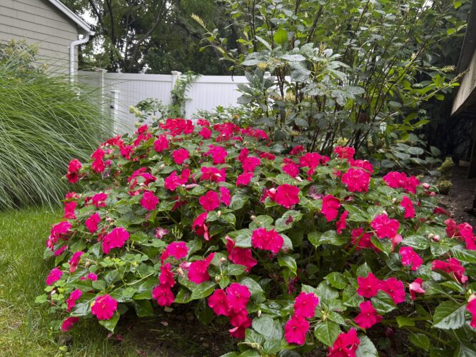 Some plants cause more suffering than others for gardeners with pollen allergies